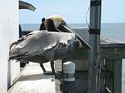 St. Augustine - March 094